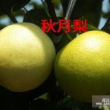 秋月梨樹(shù)苗、山東秋月梨價(jià)格