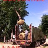 寧夏白蠟樹基地18公分白蠟樹價(jià)格