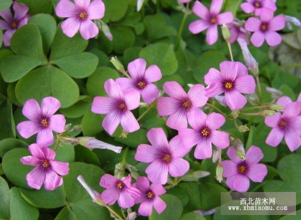 紅花酢漿草價(jià)格