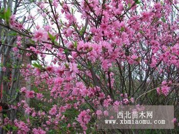 优质菊花碧桃树苗 售菊花碧桃小苗