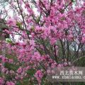 優(yōu)質(zhì)菊花碧桃樹(shù)苗 售菊花碧桃小苗