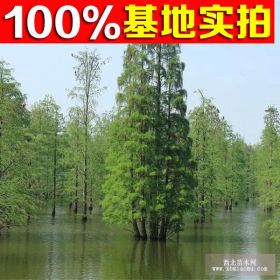 供应池杉苗、池杉小苗、池杉工程苗