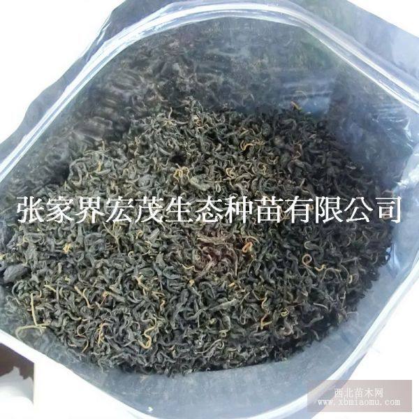 青錢(qián)柳嫩葉茶