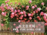 薔薇 薔薇價(jià)格 薔薇小苗