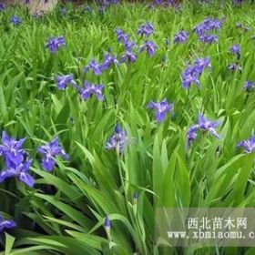 藍花鳶尾價格|藍花鳶尾價格報價