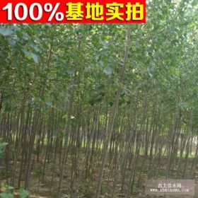 供应108杨树、杨树小苗、工程苗