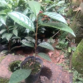 廣西防普金花茶小苗小批量上市