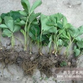 重慶草莓苗價格 秋季大棚草莓苗基