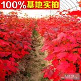 供應(yīng)高桿紅楓、紅楓小苗、工程苗