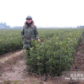 浙江桂花小苗基地批发