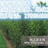 售嫁接山楂树苗 供应优质品种山楂