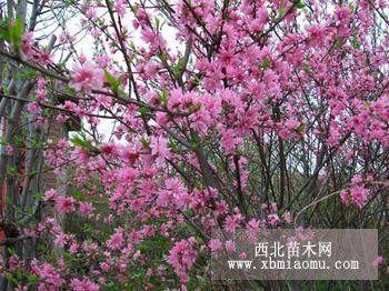 山东优质菊花碧桃