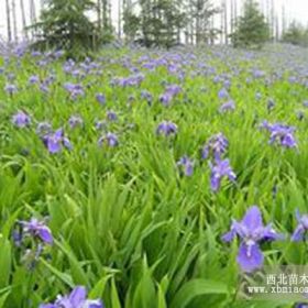 蓝花鸢尾 德国鸢尾 黄花鸢尾