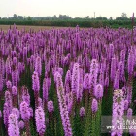 蛇鞭菊 玉带草 紫露草 何兰菊