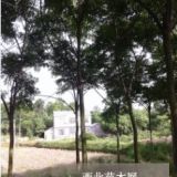 湖北紅東園林供應12公分精品欒樹