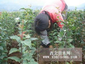 桃樹嫁接工人