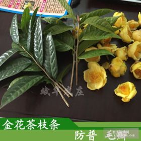 供应防普四季凹脉毛瓣金花茶枝条