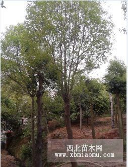 湖北紅東園林大量供應(yīng)精品紅果冬青