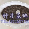 波斯菊種子批發(fā)