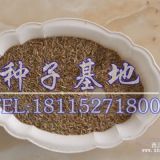 高羊茅種子價(jià)格