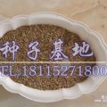 高羊茅種子價(jià)格