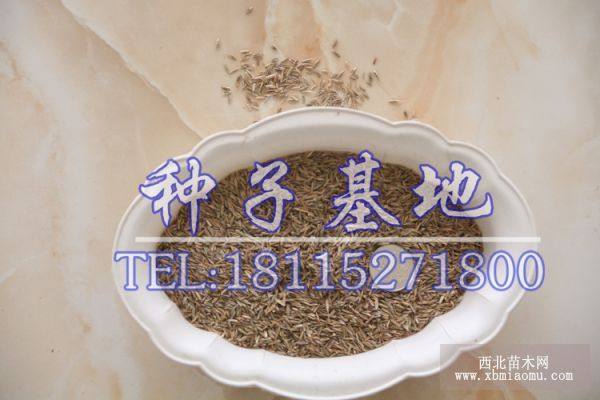 黑麦草种子