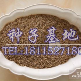 紫羊茅種子價(jià)格 紫羊茅種子哪里便宜