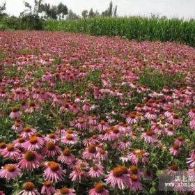 供应松果菊价格 山东松果菊价格