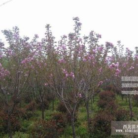 供應(yīng)櫻花、櫻花小苗、櫻花工程苗