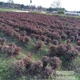 供應(yīng)紅花繼木、紅花繼木小苗、紅花