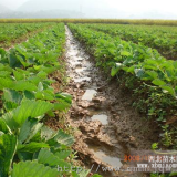 豐香草莓苗、草莓苗基地