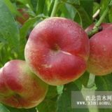 蟠桃苗哪里多 葡萄苗價(jià)格