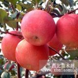 望山紅蘋(píng)果苗|紅肉蘋(píng)果苗