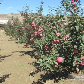 m26中间砧矮化苹果苗一边倒苹果