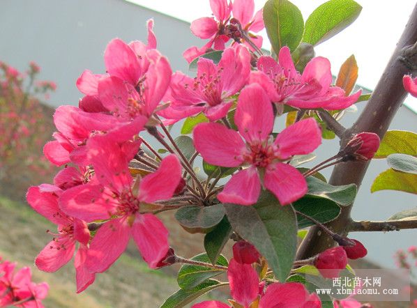 皇家雨點海棠,紫色王子海棠,滿滿海棠,金色雨點海棠,紅寶石海棠(新)