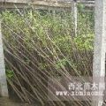 供應(yīng)香椿苗成活率高的泰山紅香椿樹(shù)