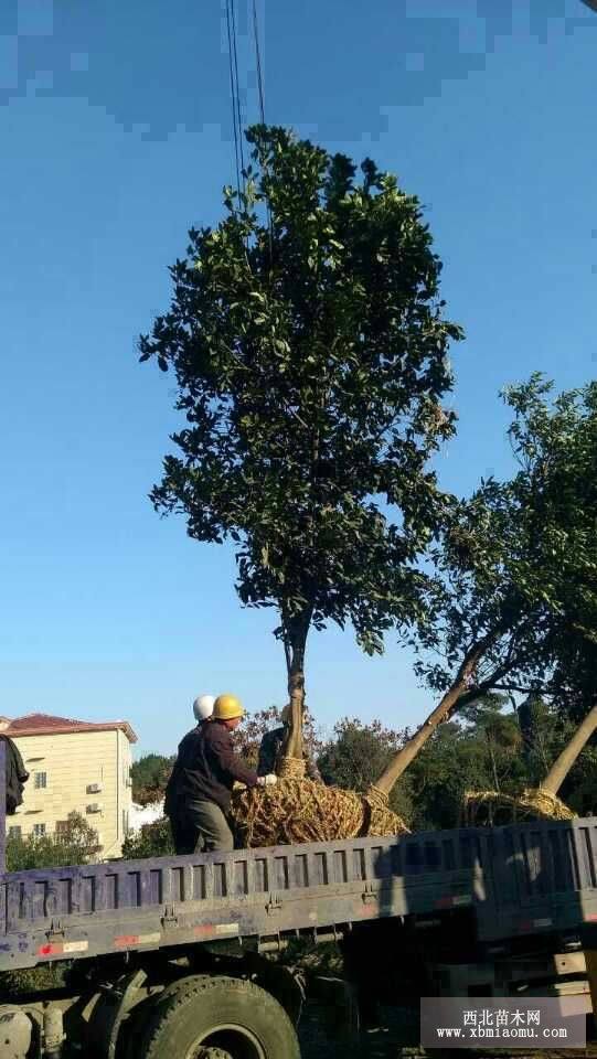 香泡樹