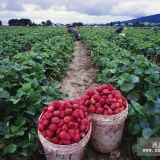 基地经销草莓苗 草莓价格