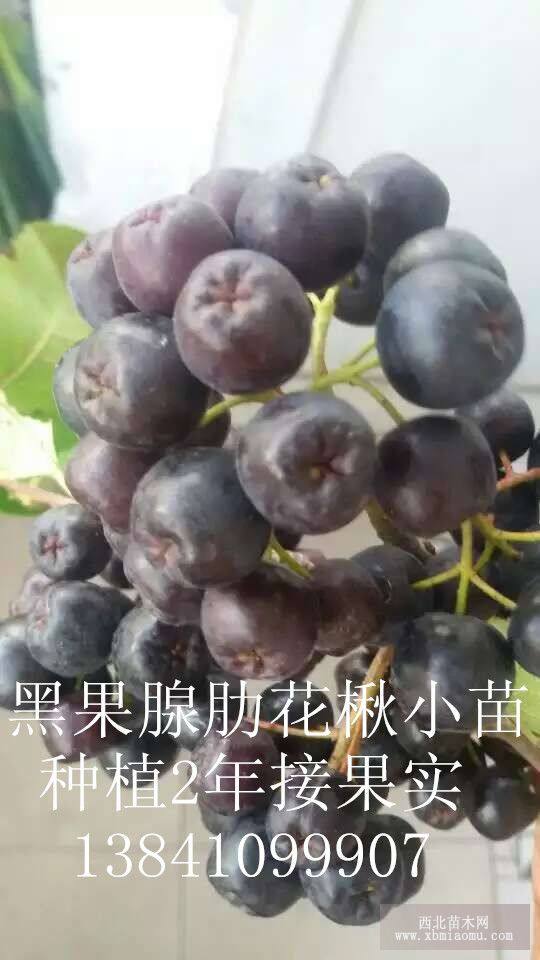 黑果花楸