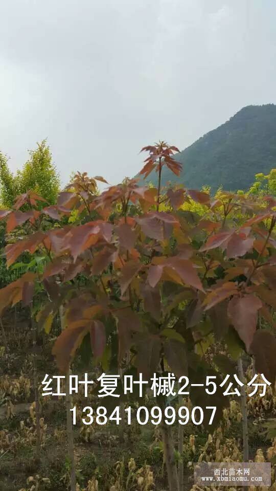 紅葉復(fù)葉槭