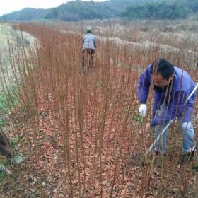 批发重阳木小苗、重阳木小苗价格