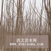 河北火炬樹(shù) 保定火炬樹(shù)