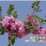 香花槐圖片 求購(gòu)香花槐