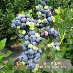 适合北方的蓝莓品种 组培蓝莓苗价格 蓝莓苗种植基地