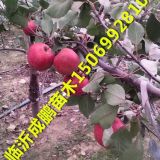 紅心蘋(píng)果樹(shù)苗