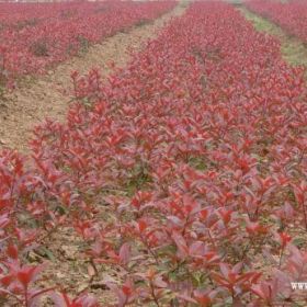 红叶樱花接穗 红叶樱花枝条