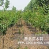 樱花苗 10公分樱花