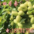 昆明可以種植金絲四號(hào)棗苗嗎？