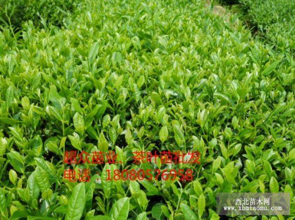 福選九號(hào)茶苗