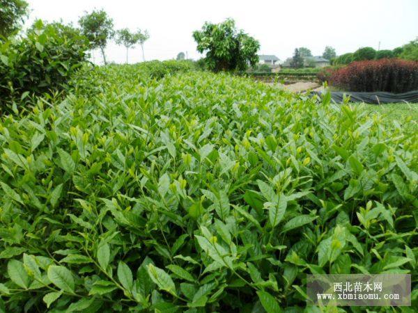 福云六號(hào)茶苗